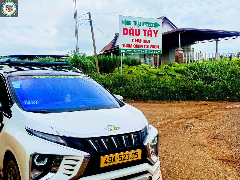 Taxi Tu Tra Đơn Dương Đi Tham Quan: Cung Đường Farm Sữa, Vườn Dâu & Chùa Vàng Vườn dâu tây Thu Hà và taxi Tu Tra