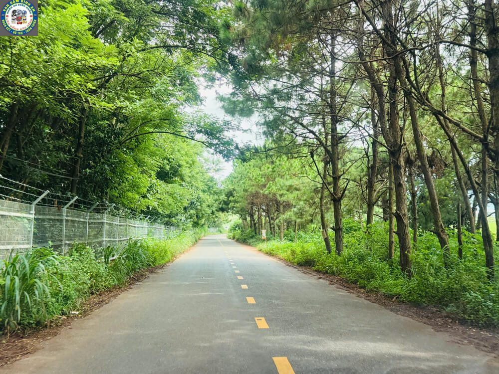 Taxi Tu Tra Đơn Dương Đi Tham Quan: Cung Đường Farm Sữa, Vườn Dâu & Chùa Vàng Cung đường thông xanh vào Tu Tra