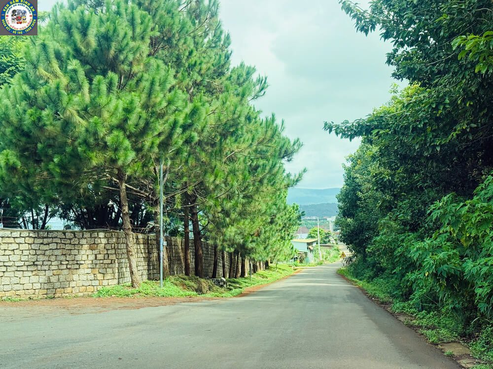 Taxi Tu Tra Đơn Dương Đi Tham Quan: Cung Đường Farm Sữa, Vườn Dâu & Chùa Vàng Đường thông và tường đá Tu Tra