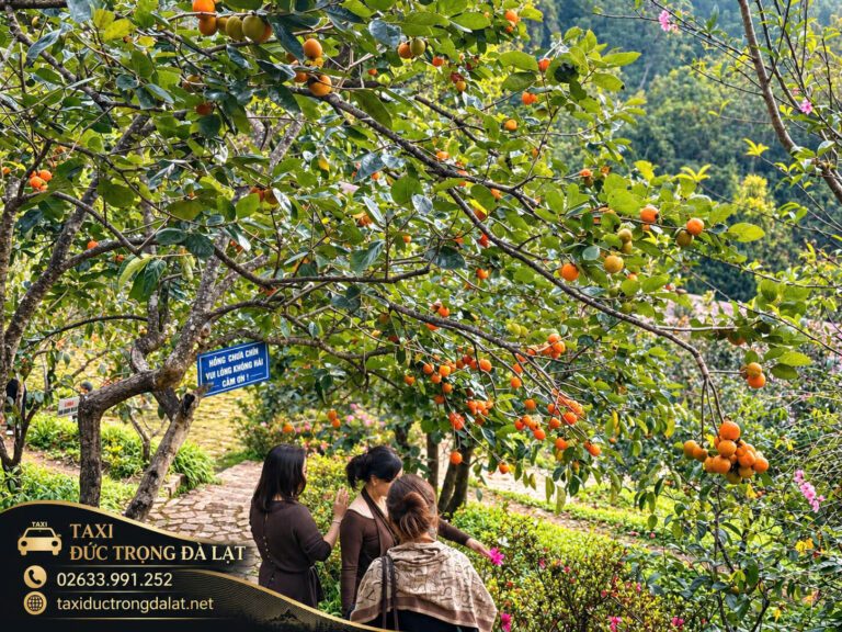 Tour Vườn Hồng Đà Lạt Mùa Hồng Chín 2026: 4 Lịch Trình Xe Riêng, Ghé Vườn Ngay Từ Sân Bay Biển xanh trong vườn hồng Đà Lạt ghi hồng chưa chín vui lòng không hái, khách tham quan đi giữa hàng cây hồng