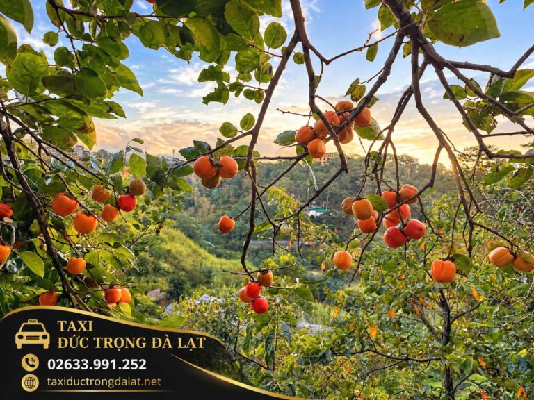 Tour Vườn Hồng Đà Lạt Mùa Hồng Chín 2026: 4 Lịch Trình Xe Riêng, Ghé Vườn Ngay Từ Sân Bay Cành hồng chín đỏ trên đồi Đà Lạt lúc hoàng hôn, nhìn ra thung lũng rừng thông