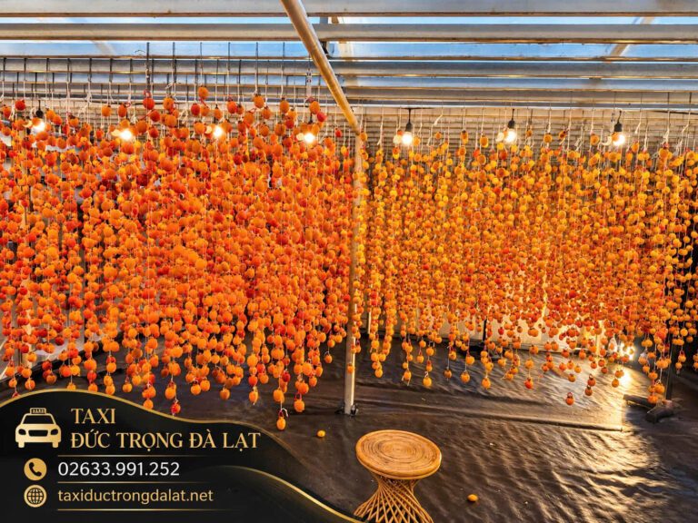 Tour Vườn Hồng Đà Lạt Mùa Hồng Chín 2026: 4 Lịch Trình Xe Riêng, Ghé Vườn Ngay Từ Sân Bay Nhà phơi hồng treo gió Đà Lạt, hàng nghìn quả hồng gọt vỏ treo thành chuỗi trong nhà kính